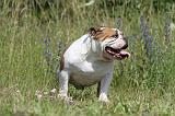 BULLDOG ANGLAIS 018